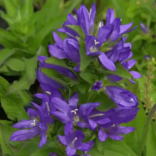 Knäuel-Glockenblume