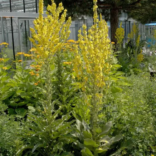 Schwarze Königskerze