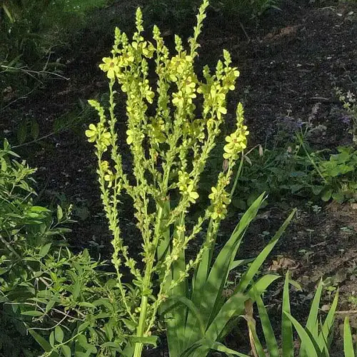 Großblütige Königskerze