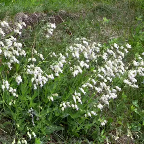 Aufgeblasenes Leimkraut