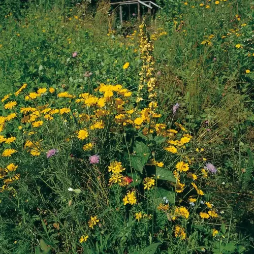 Wiesen-Wildstauden 100 Stück