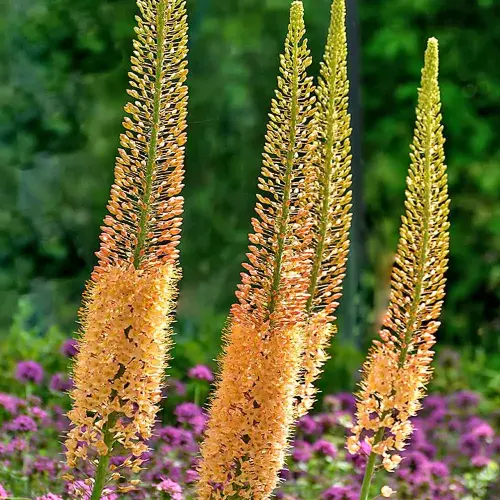 Steppenkerze 'Moneymaker'