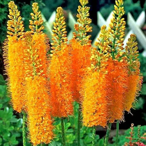 Steppenkerze 'Pinokkio'