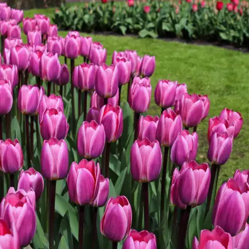 Darwin-Tulpe Light and Dreamy 25 Stück