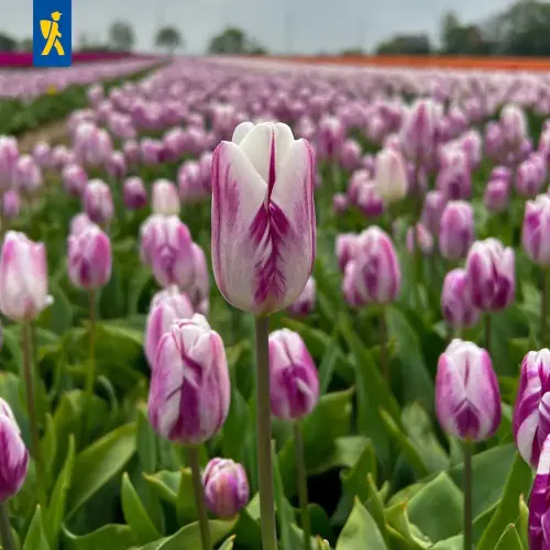 Tulpe Flaming Flag, 50 Stück