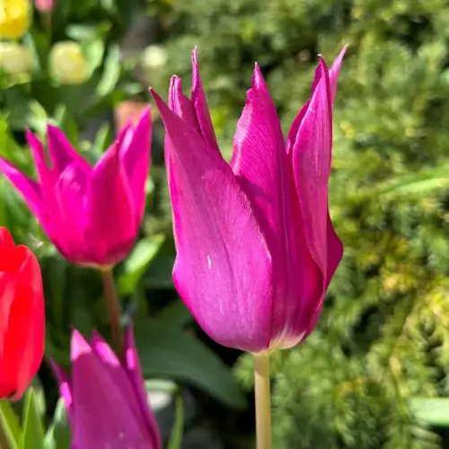 Tulpe Purple Dream, 50 Stück