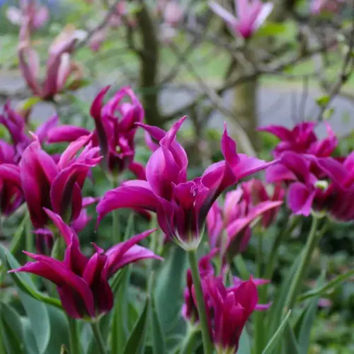 Tulpe Purple Dream, 50 Stück