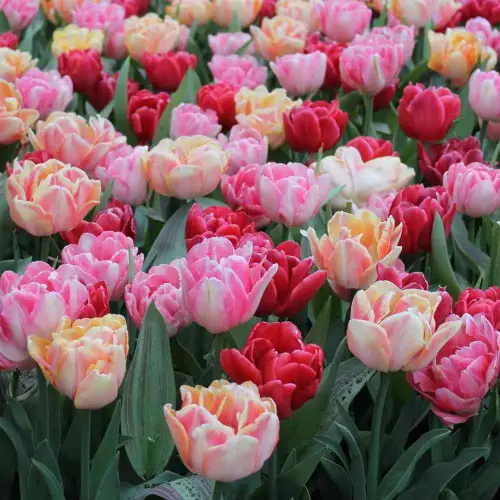 Tulpen-Mischung Foxtrot, 50 Stück