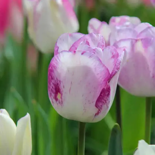 Tulpe Shirley, 25 Stück