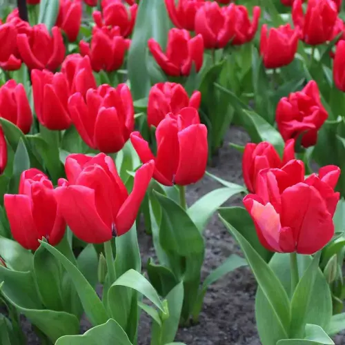 Tulpe Dominiek, 50 Stück