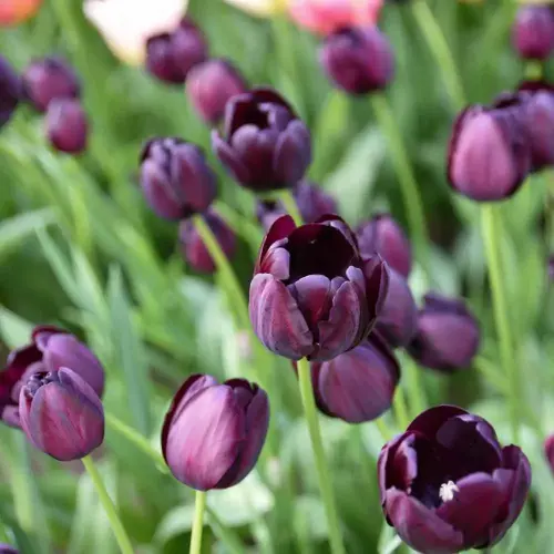 Tulpe, Queen of Night, 15 Stück