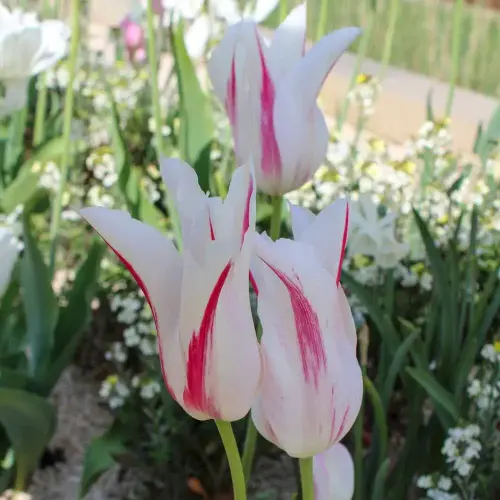 Tulpe White Triumphator, 50 Stück