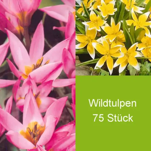 Wildtulpen-Mischung