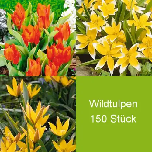 Wildtulpen-Mischung