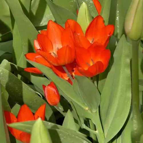 Praestans-Tulpe, frühblühend