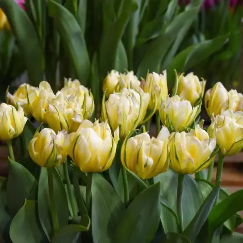 Tulpe Exotic Emperor, 50 Stück