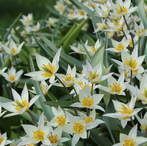 Wildtulpe Turkestanica, 50 Stück