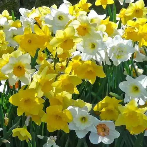 Narzissen-Mischung