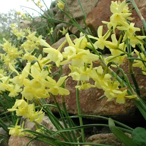 Wild-Narzisse, spätblühend