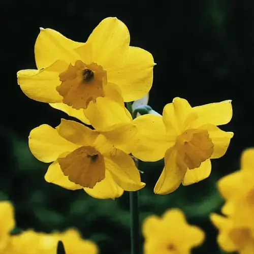 Duft-Narzisse, goldgelb