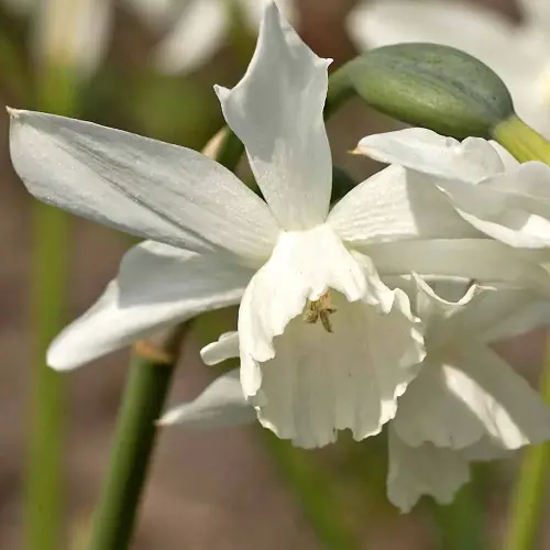 Engelstränen-Narzisse, weiß