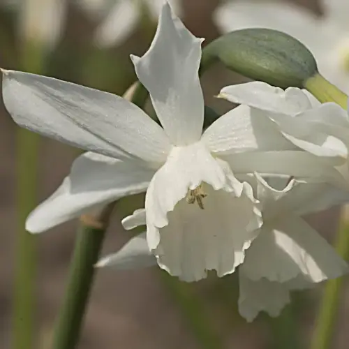 Engelstränen-Narzisse, weiß