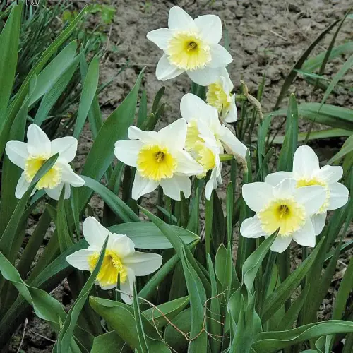 Becher-Narzisse weiß, frühblühend