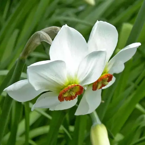 Pfingst-Narzisse, Fasanenauge