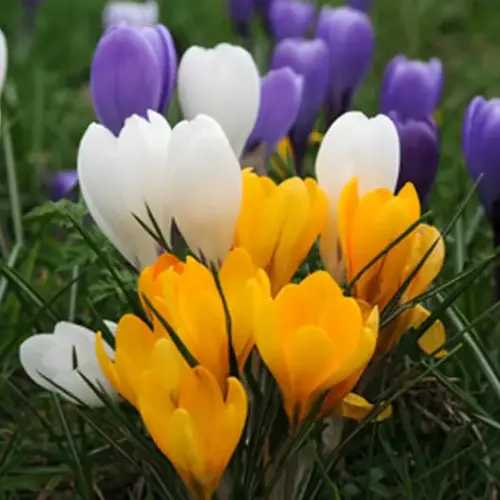 Garten-Krokusse, Farbmischung