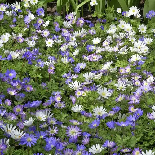 Strahlen-Anemone, Farbmischung