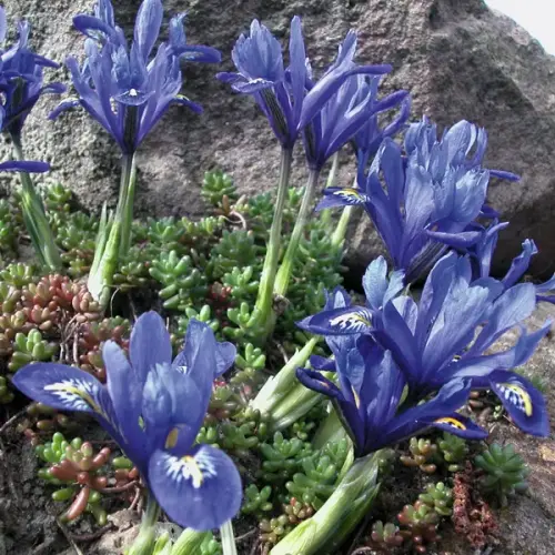Zwerg-Iris blau