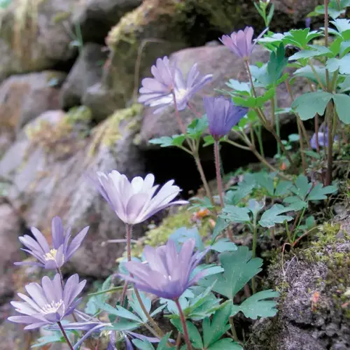 Steingarten-Zwiebeln