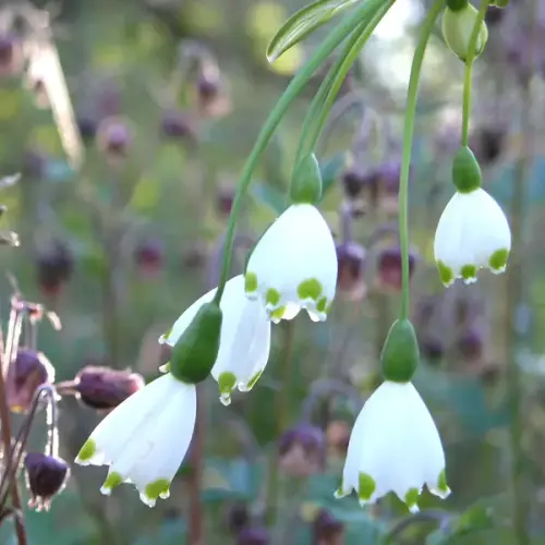Knotenblume, Märzenbecher