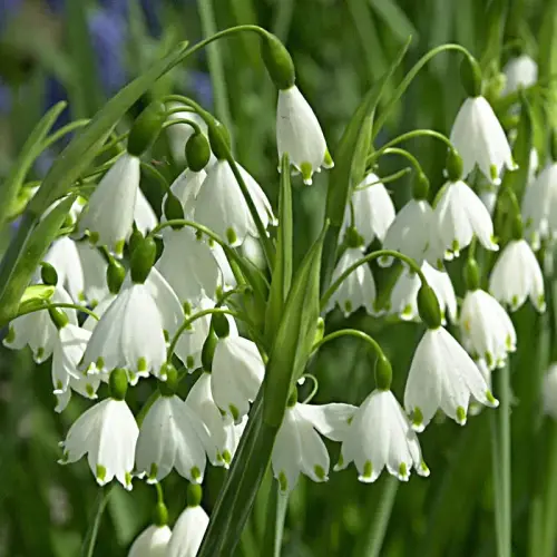 Knotenblume, Märzenbecher