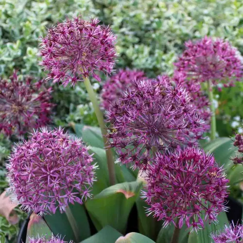 Lauch Red Giant Star, 15 Stück