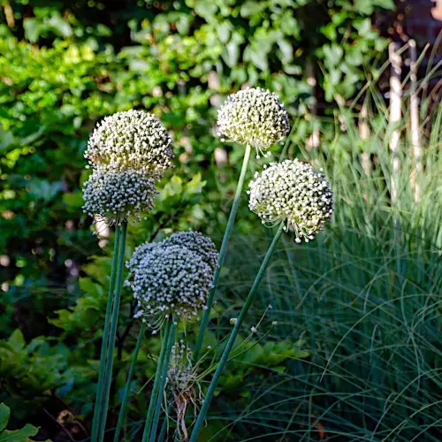 Lauch Ping Pong, 15 Stück