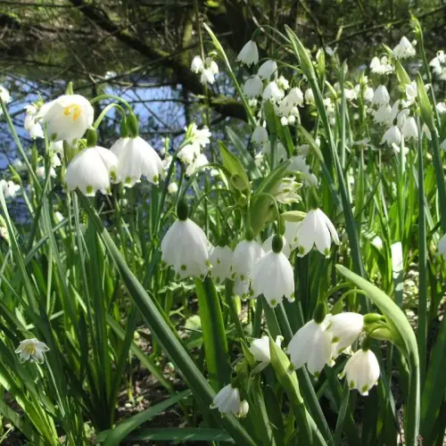 Teichrand-Zwiebeln 2