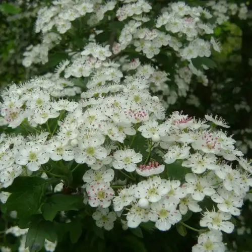 Eingriffeliger Weißdorn