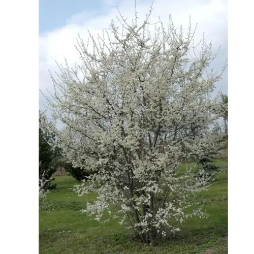 Schlehe, Schwarzdorn