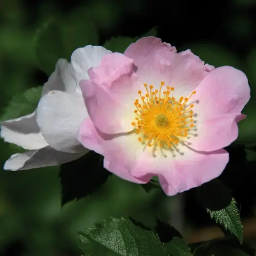 Heckenrose, Hundsrose