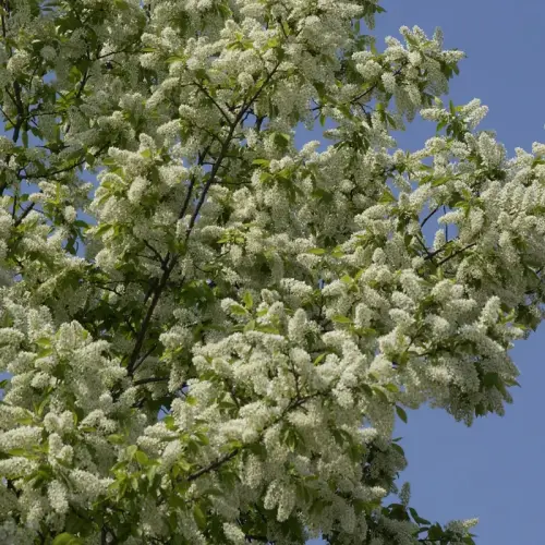 Trauben-Kirsche, frühblühende