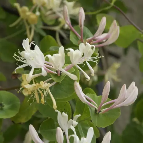 Echtes Geißblatt, Jelängerjelieber