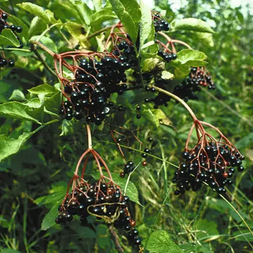 Holunder, schwarz