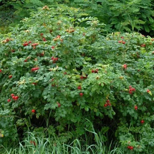 Kartoffel-Rose, Apfel-Rose, rosarot