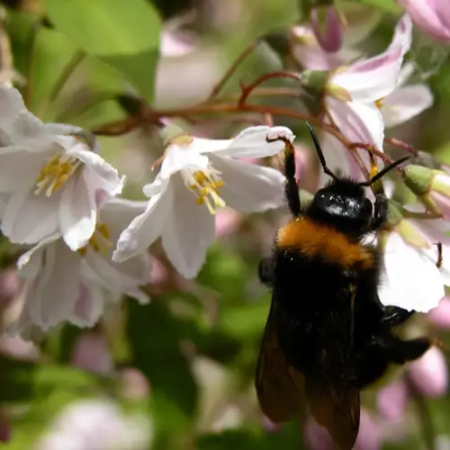 Maiblumenstrauch, Zwerg-Deutzie