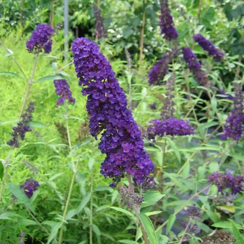 Sommerflieder, Schmetterlingsflieder, blau