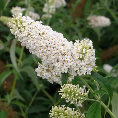 Sommerflieder, Schmetterlingsflieder, weiß
