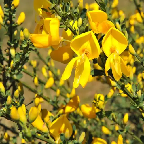 Elfenbein-Ginster, gelb