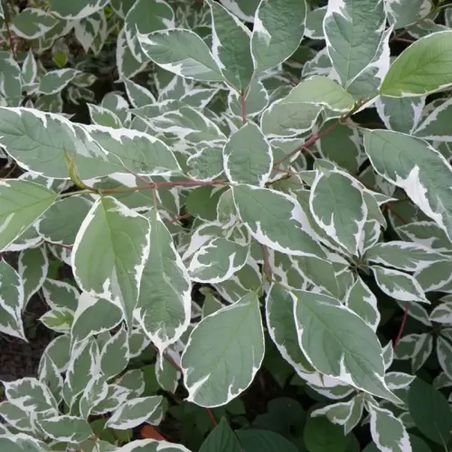 Weißbunter Hartriegel