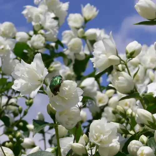 Süßer Jasmin, gefüllt